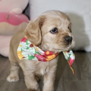 Mini Golden Retrievers